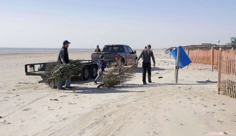 Texas Coast Rebuilds Storm-Damaged Dunes Using Christmas Trees