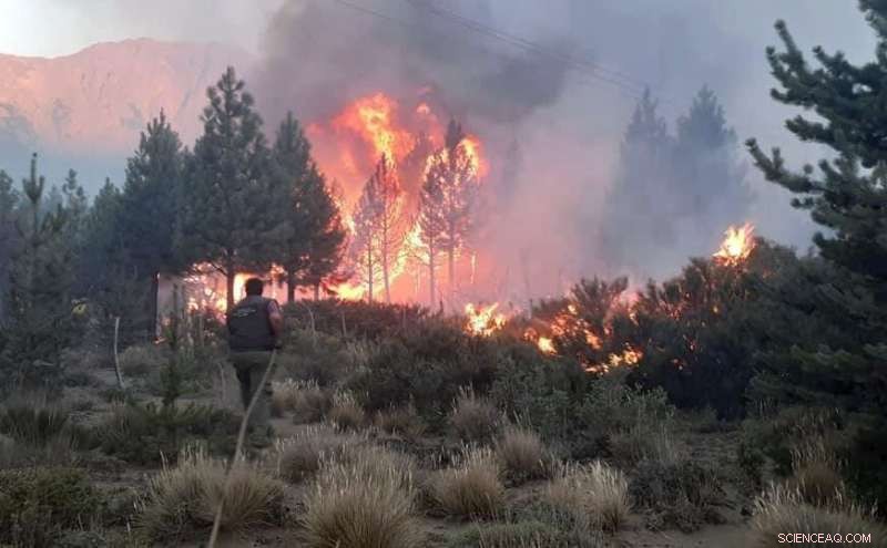 Wildfire Devastates Extensive Argentine Forest, Consuming Vast Area in Three Days