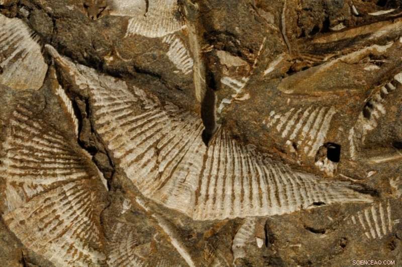 Ancient Marine Fossils Shed Light on Ocean Warming