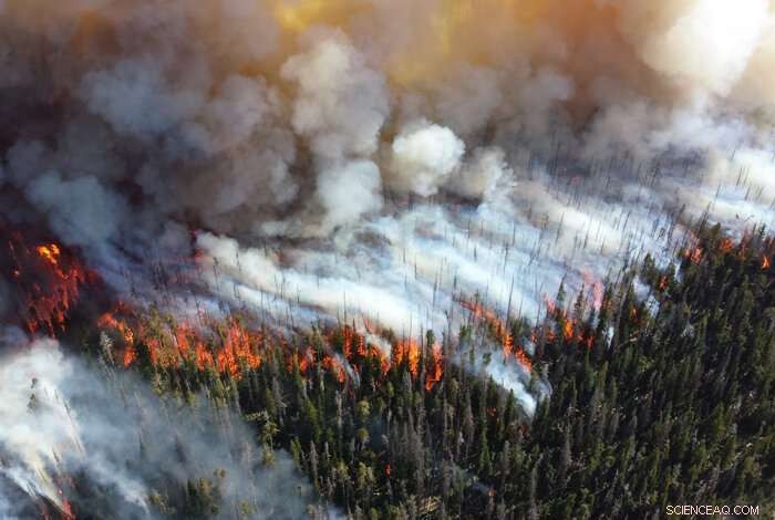 Tree‑Size Diversity and Small Clearings Slow Wildland Fire Spread