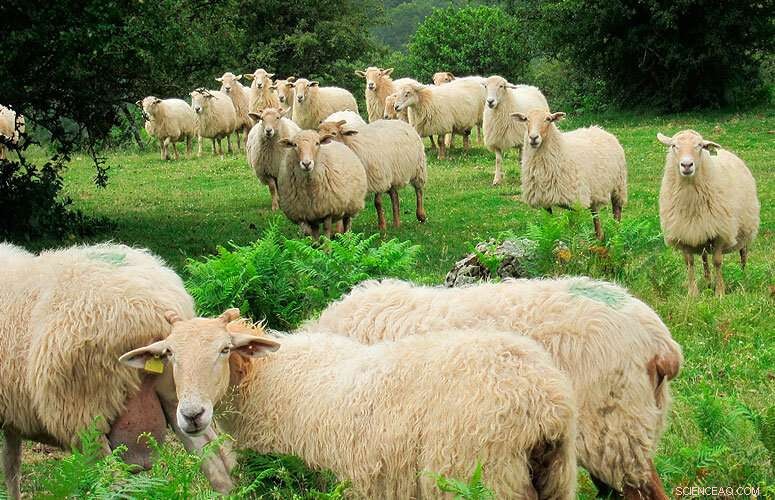 Basque Cheese at Risk: Declining Grazing Practices Endanger Tradition