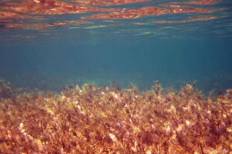 Study Finds Shrinking Ocean Layer Fuels Intensifying Marine Heatwaves