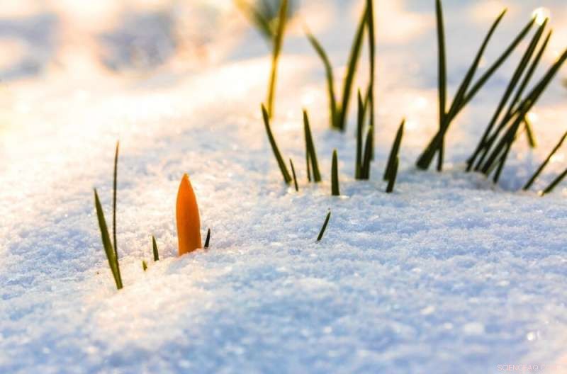How Rising Snow Depth Hindered Soil Cooling Amid the Warming Pause
