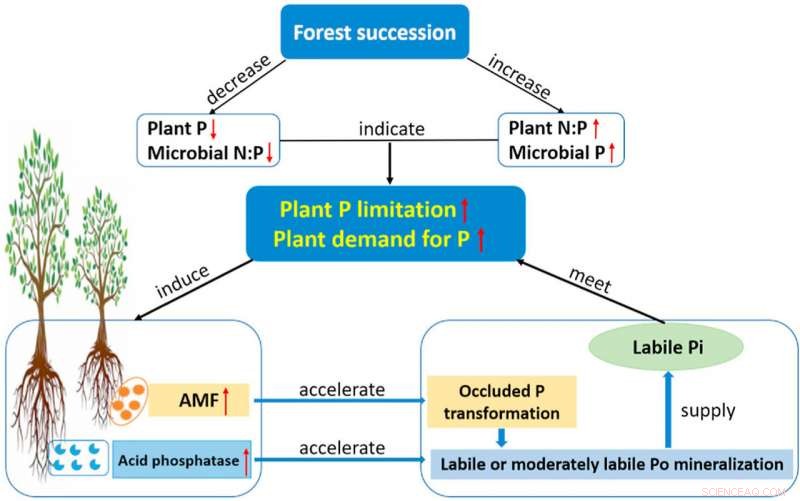 New Study Uncovers Phosphorus Acquisition Mechanism in Subtropical Forests