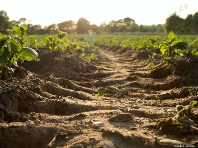 Global Assessment of Surface Soil Organic Carbon: Key Insights and Implications