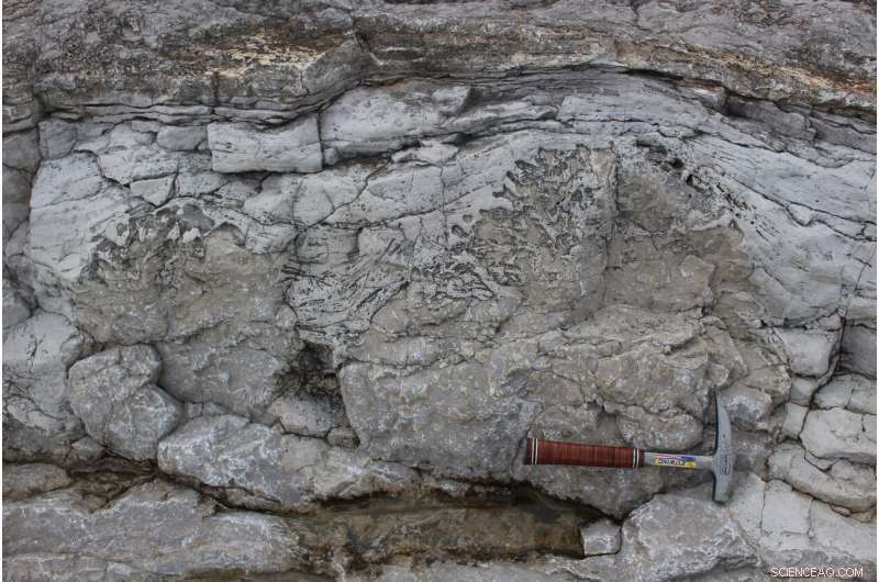 MIT Geologists Reveal Comprehensive Timeline of Earth s Paleozoic Climate Shifts