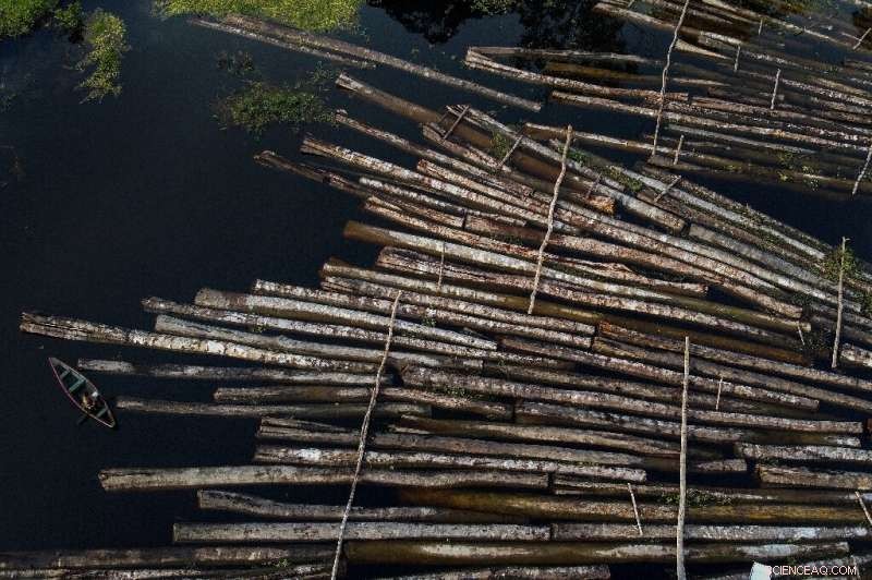 US & EU Companies Accused of Importing Potentially Illegal Brazilian Timber