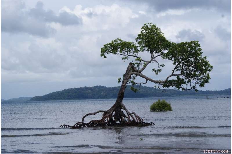 Projected Sea-Level Rise Accelerates Faster Than Expected