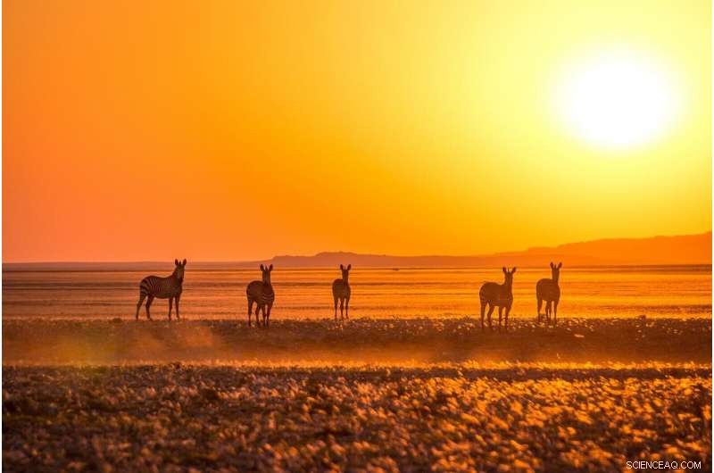 Long‑Term Vegetation Dynamics Along the Kuiseb River Revealed by Drone and Landsat Imagery