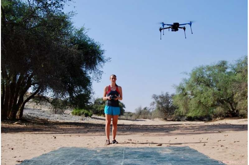 Long‑Term Vegetation Dynamics Along the Kuiseb River Revealed by Drone and Landsat Imagery