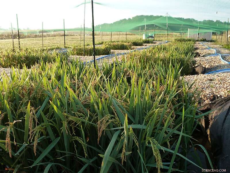 Soil Contamination: The Hidden Threat to Food Safety