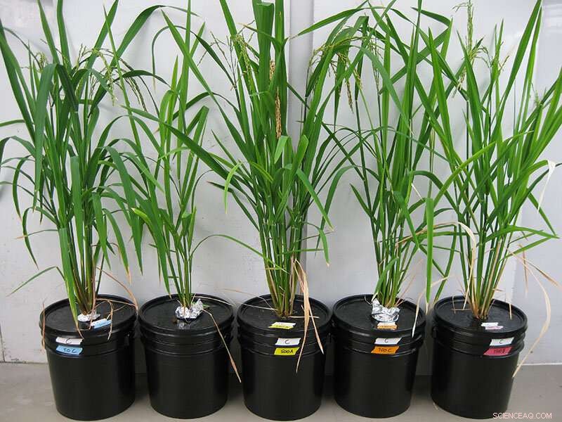 Soil Contamination: The Hidden Threat to Food Safety