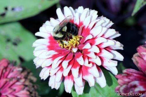 US Insect Pollination Services Valued at $34 Billion: New Research Reveals Higher Economic Impact