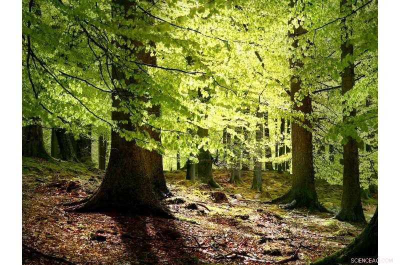 NASA Satellites Refine Forest Carbon Estimates for Global Climate Modeling