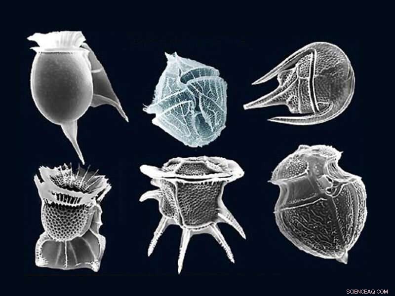 Mid‑Sized Phytoplankton: Key Drivers of Earth’s Biological Pump