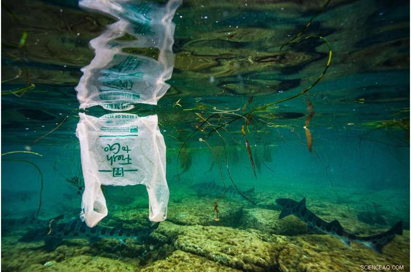 Fish Ingesting Plastic: A Growing Threat to Marine Ecosystems