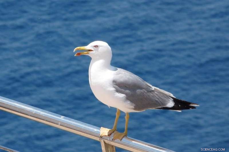 Gulls as Sentinels of Environmental Bacterial Spread