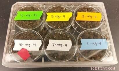 Restoring Soil Microbiomes in High‑Tunnel Agriculture: Insights from New Study