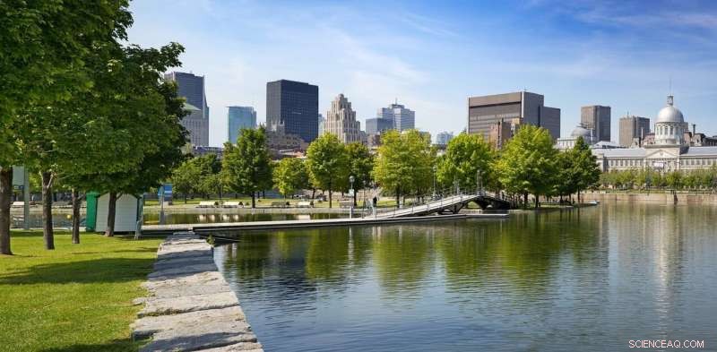 Urban Construction Threatens City Forests: Safeguarding Our Green Lungs