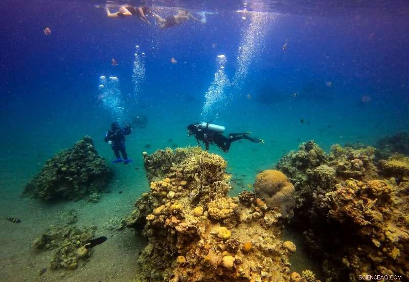 Israel-UAE Oil Pipeline Deal Threatens Red Sea Coral Reefs