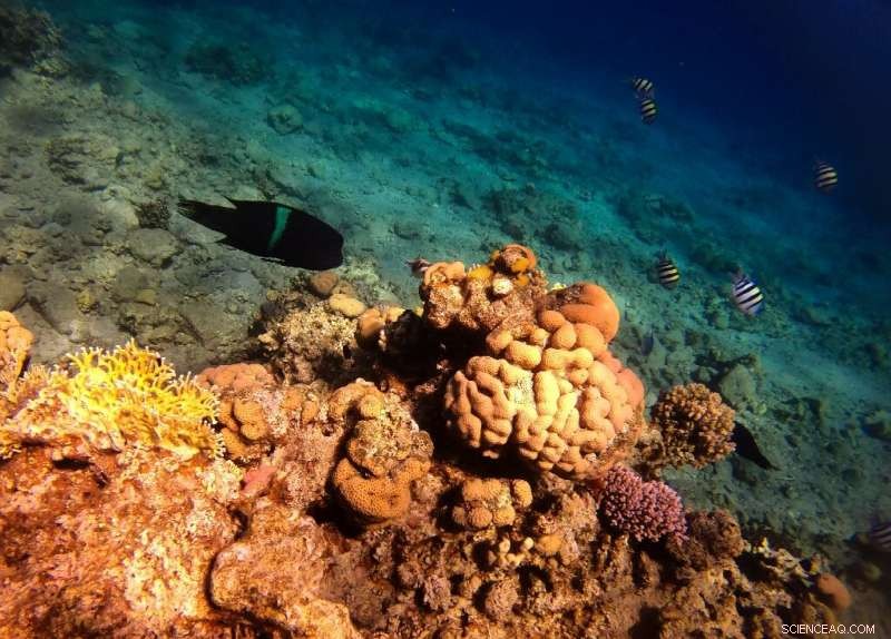 Israel-UAE Oil Pipeline Deal Threatens Red Sea Coral Reefs