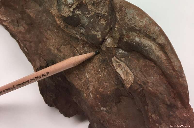 A CO₂ Dip Could Have Enabled Dinosaur Migration from South America to Greenland