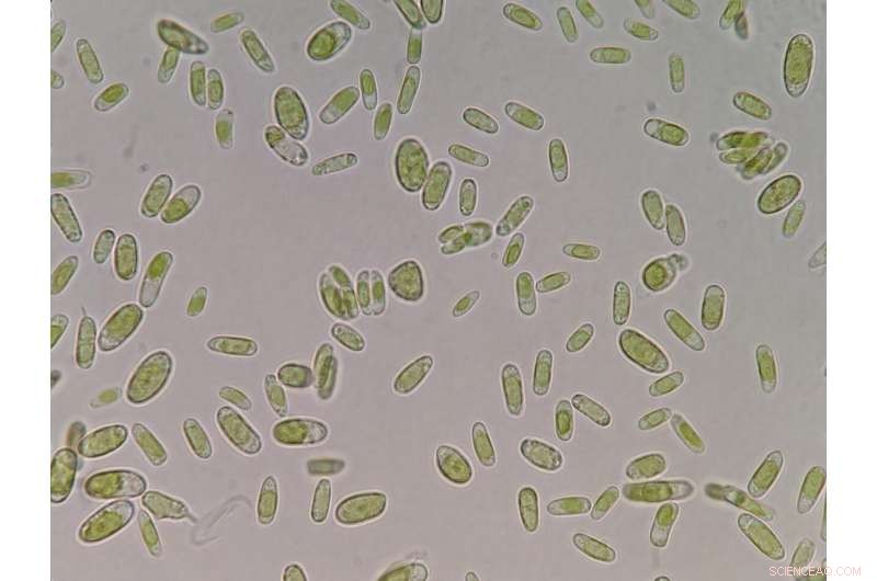 Rainborne Microbes Pose Risks to Human Health and Ecosystems