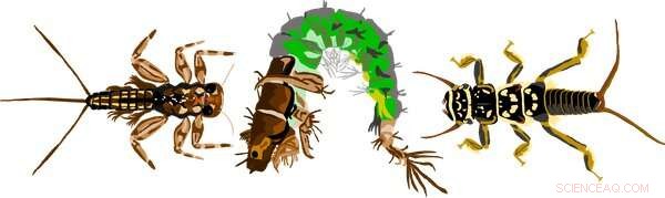 Keeping Rivers Healthy: How Communities Use DNA Technology to Monitor Freshwater Quality