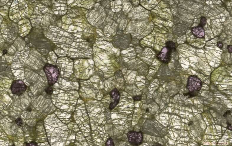 Unveiling Earth s Hidden Crystals: Fresh Insights into Peridotite Mineralogy