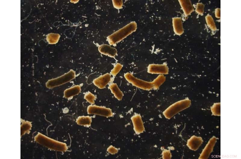 Fish Excrete 1.65 Billion Tons of Carbon Annually, Influencing Global Carbon Cycle