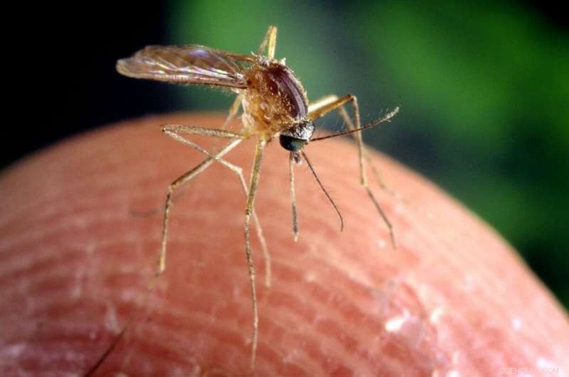 Drought Restrictions Cut Mosquito-Borne Disease Risk