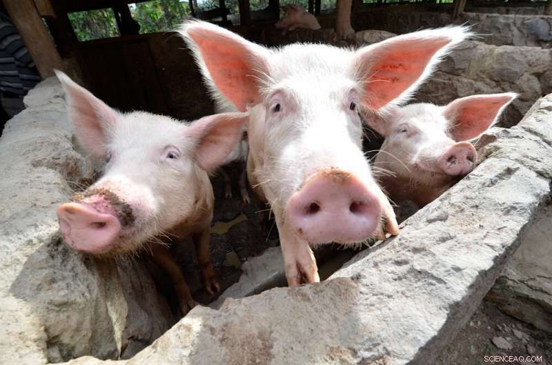 Heat Stress Threatens Meat & Milk Production in East Africa