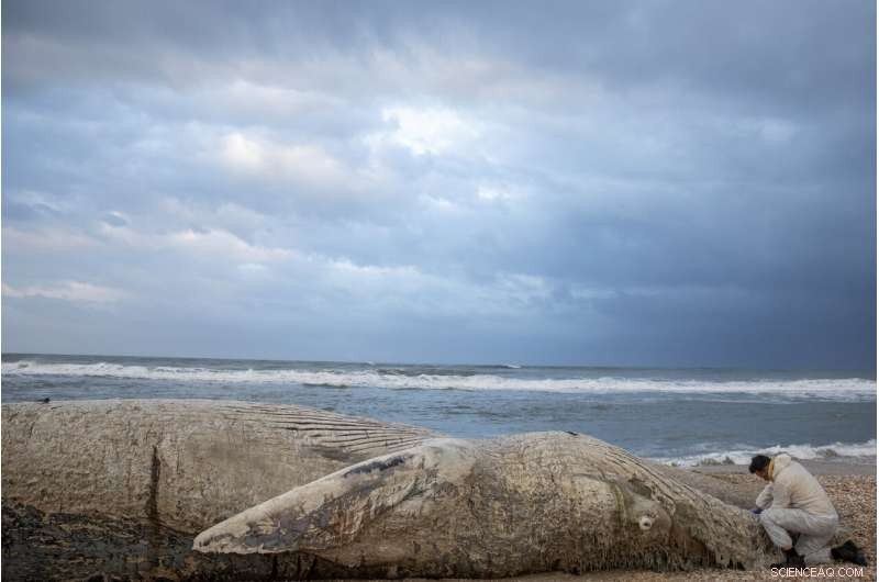 Israel Severs Mediterranean Access Following Oil Spill Devastates Coastal Ecosystem