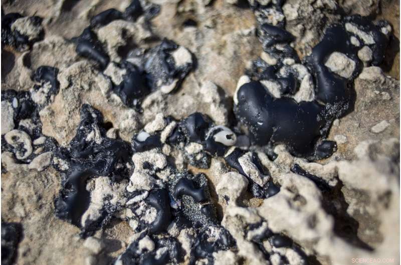 Israel Severs Mediterranean Access Following Oil Spill Devastates Coastal Ecosystem