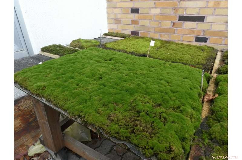 Moss Carpets: A Natural Solution to Stop Erosion