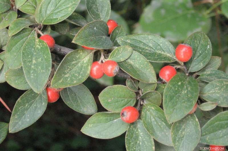 Cotoneaster franchetii Hedge Proven to Filter Automobile Air Pollutants