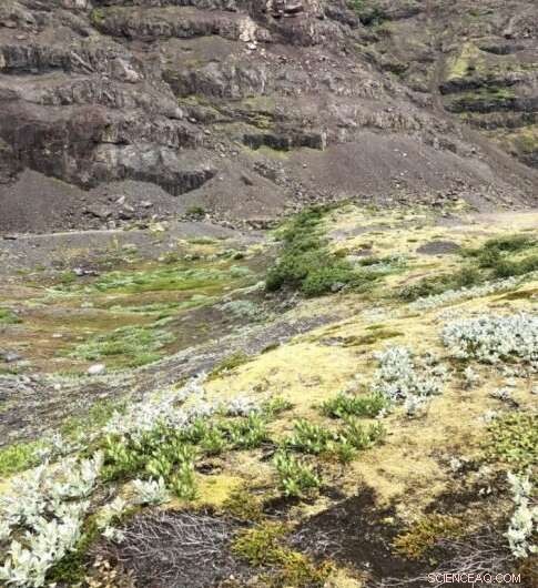 Iceland’s Retreating Glaciers Reveal New Plant Life