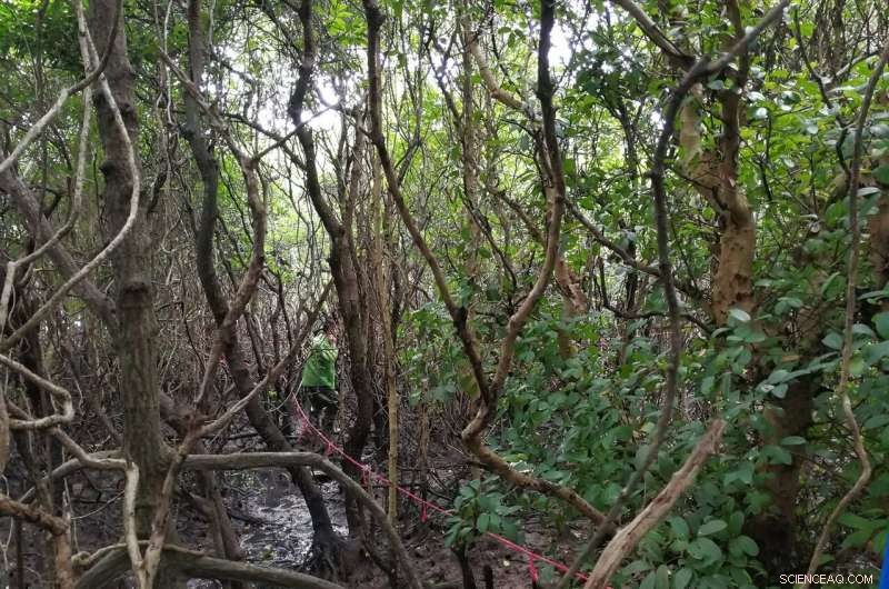 Diverse Mangrove Forests Sequester More Carbon, New Study Finds