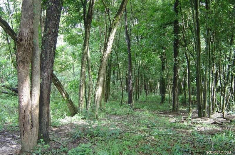 80% of Atlantic Rainforest Remnants Severely Impacted by Human Activity: Findings Highlight Critical Conservation Needs