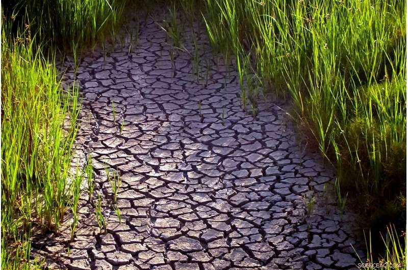 Short-Term Climate Models Predict Drought in Southeast US, Alerting Policymakers