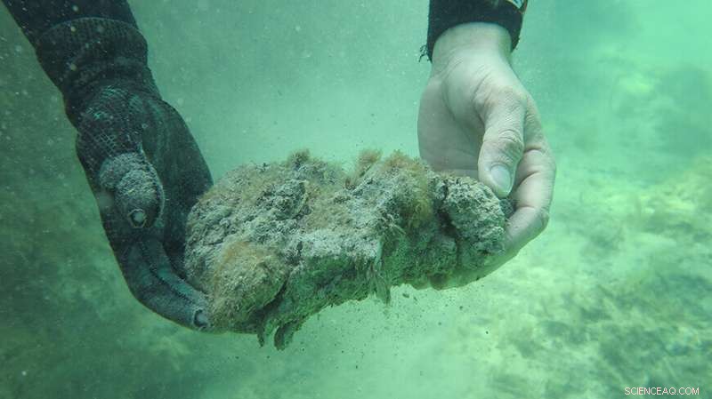 UNESCO Discovers Australia’s Largest Carbon Sequestration Sites in World Heritage Areas