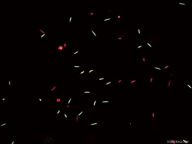 New Study Reveals How Pollution Cuts Sperm Count in Coastal Shrimp-like Species