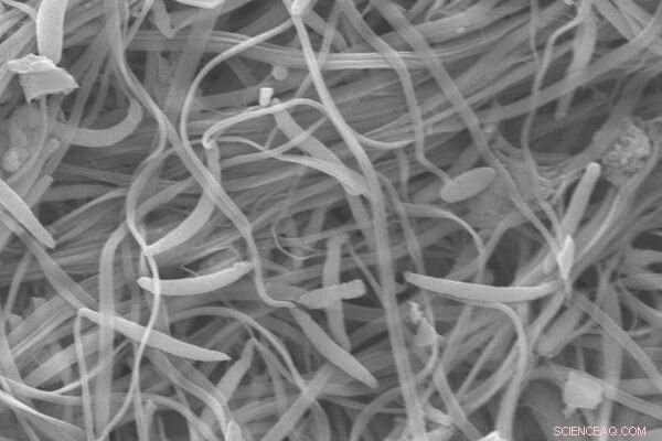 New Study Reveals How Pollution Cuts Sperm Count in Coastal Shrimp-like Species