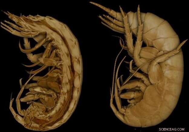 New Study Reveals How Pollution Cuts Sperm Count in Coastal Shrimp-like Species