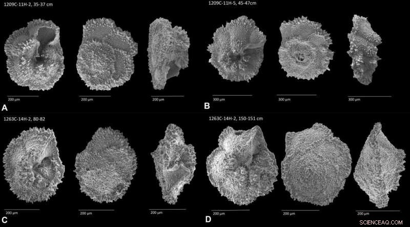 Oceans Faced Stress Before Sudden Prehistoric Global Warming