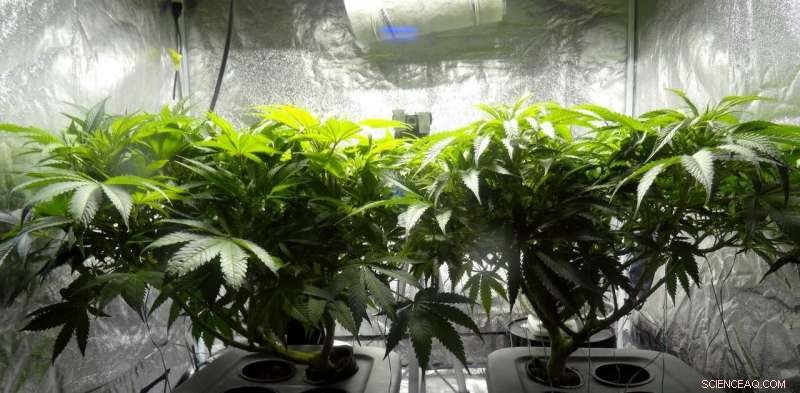 Indoor Cannabis Cultivation and Greenhouse Gas Emissions: How Location Influences Impact