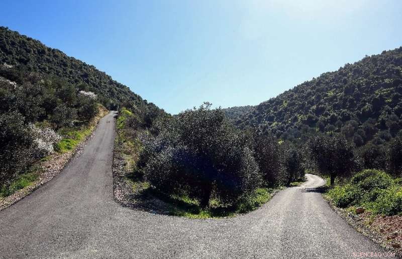 Jordan Sets Ambitious 10‑Million Tree Reforestation Goal to Foster Green Growth