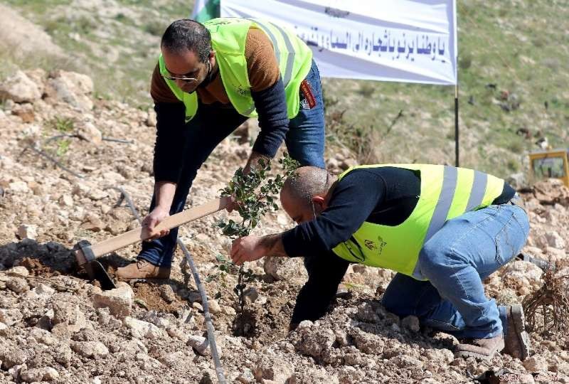 Jordan Sets Ambitious 10‑Million Tree Reforestation Goal to Foster Green Growth