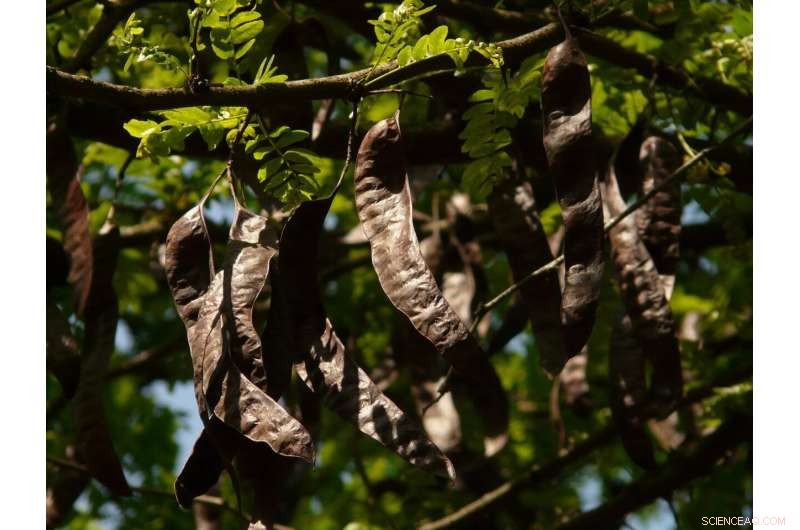 Legume Trees Drive Growth in Tropical Forests by Boosting Nitrogen and Mineral Nutrition