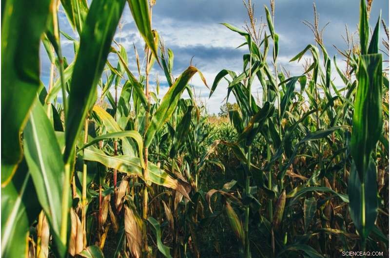 Midwest Corn Farmers Should Prioritize Adaptation Over Irrigation